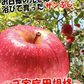 青森県産 りんご サンふじ 2kg箱 家庭用 ★サンふじ 家 2kg 箱