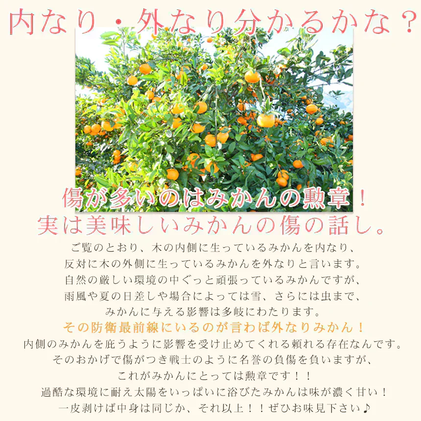 みかん　吉田みかん　５ｋｇ　ｆ吉０５　家庭用　M～2L　愛媛　吉田　果物　フルーツ　柑橘　ミカン　蜜柑　　訳あり　送料無料