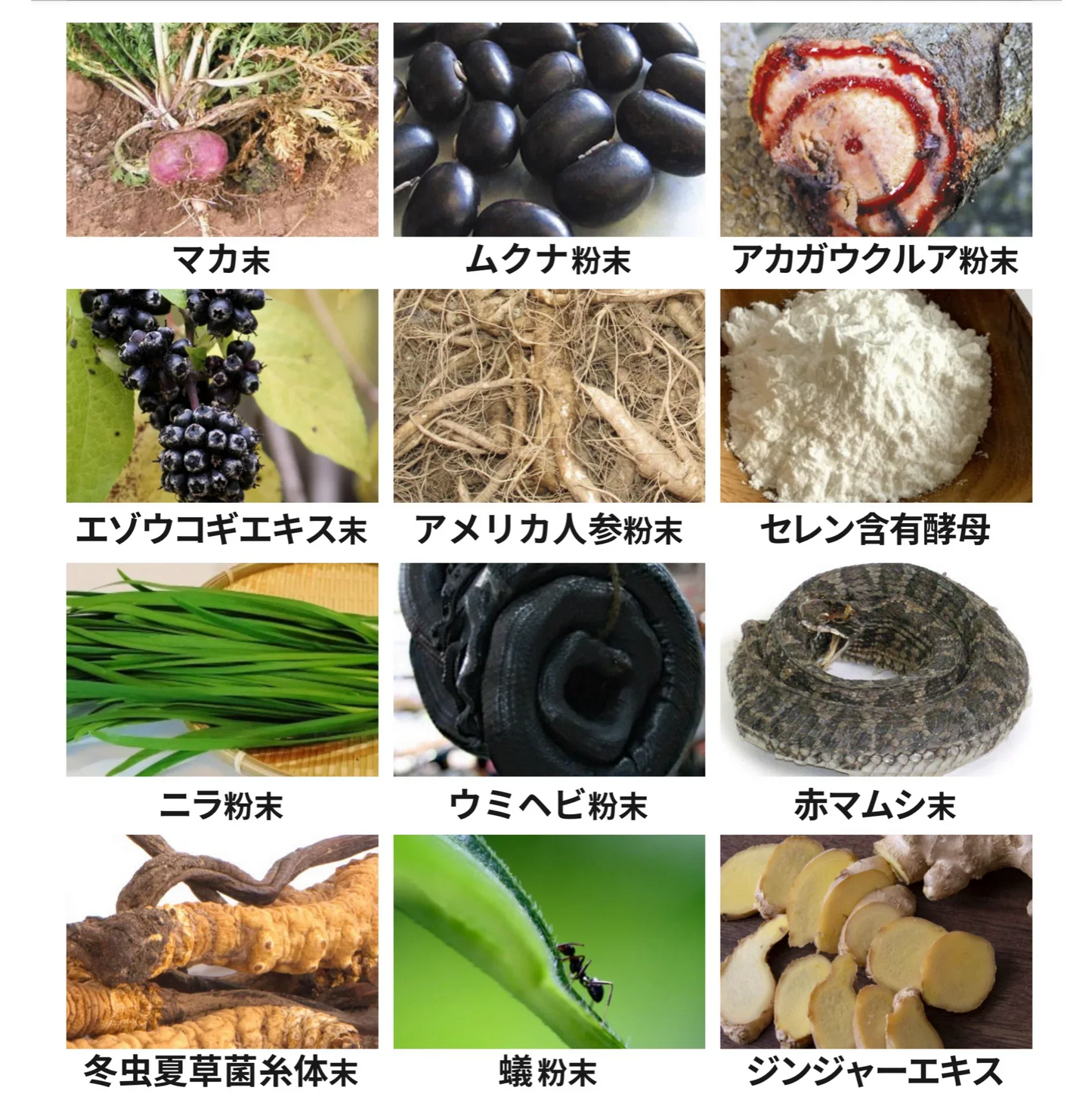 マヌカパワーマックス 30包 マヌカハニー はちみつ マカ スッポン 栄養補助食品