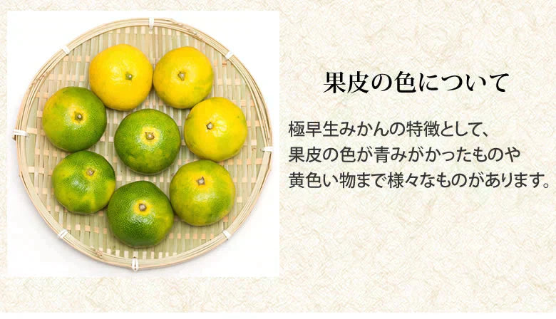 みかん 訳あり 送料無料 1.5kg  熊本みかん 熊本県産 極早生みかん 蜜柑 ミカン