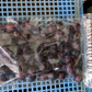 プルーン リバーサイド 訳あり 900g×2袋 1.8kg 青森県産 冷凍便 送料無料 【6410】