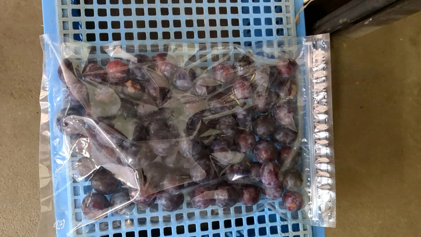 プルーン リバーサイド 訳あり 900g×2袋 1.8kg 青森県産 冷凍便 送料無料 【6410】