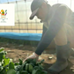 【2022年度 国内No.1獲得！】 クール便 市場直送！ 野菜セット 詰め合わせ 80サイズ箱 【 福袋 】玉ねぎ にんじん じゃがいも みかん 桃 シャインマスカット 食品 料理 フルーツ 果物 ギフト 贈答 お中元 お祝い 正月 謹賀新年