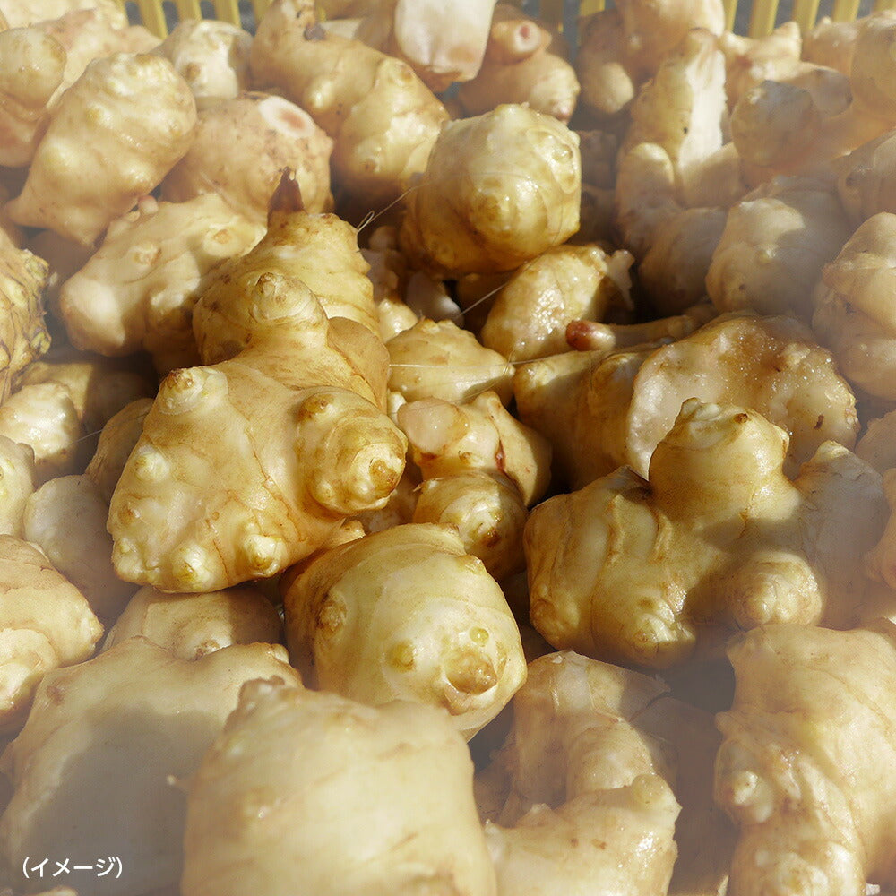 九州産 菊芋とごぼうの混合茶【ネコポス便】【送料込み】【お届け日指定不可】
