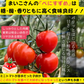 【3.4.5.6月限定】高糖度★収穫後すぐ発送！　高糖度紅すずめ　750g　ミニトマト　こだわり農家の希少な逸品