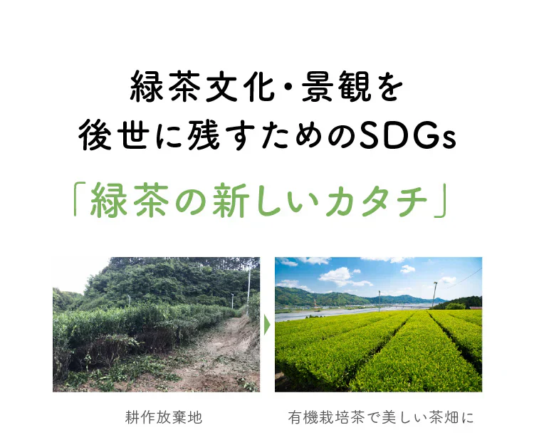 ★訳あり特価★オーガニック リフレッシュ ブレンド グリーンティー （Organic Refresh Blend  GREEN TEA ティーバッグ ブレンドティー 美容 健康 緑茶 有機）