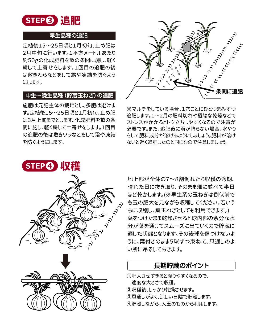 玉ねぎ苗（超極早生）甘早果 あすか 50本