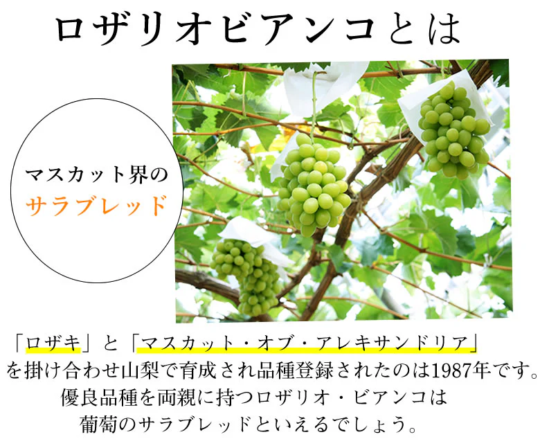 【9月上旬～中旬頃より順次出荷】ロザリオビアンコ ぶどう 送料無料 1kg 2～3房 〈クール便でお届け〉 福岡・熊本県産 マスカット 葡萄 ブドウ