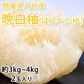 晩白柚 みかん ばんぺいゆ 訳あり 送料無料 約3kg〜4kg 2玉入 M〜2Lサイズ 世界最大級の柑橘 熊本県八代産 蜜柑 ミカン