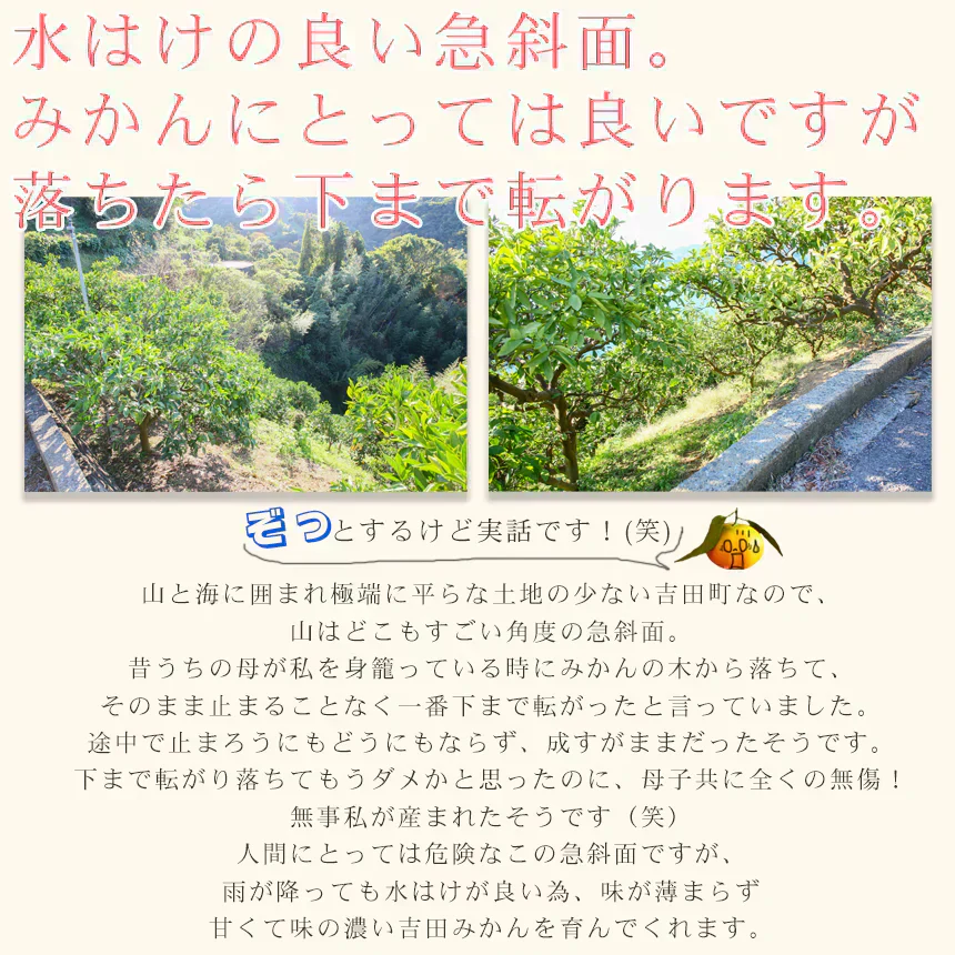 みかん　吉田みかん　５ｋｇ　ｆ吉０５　家庭用　M～2L　愛媛　吉田　果物　フルーツ　柑橘　ミカン　蜜柑　　訳あり　送料無料