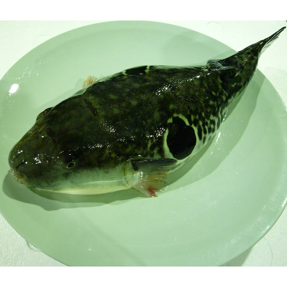とらふぐ まふぐ 料理 セット【送料込み】