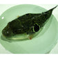 国産 とらふぐ 唐揚げ 4～5人前【送料込み】