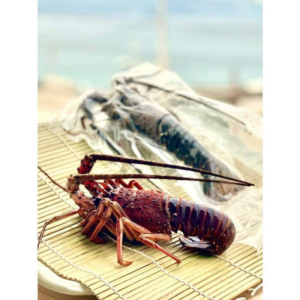 伊勢海老のパエリアミールキット【送料込み】【お届け不可地域：北海道・沖縄・離島】