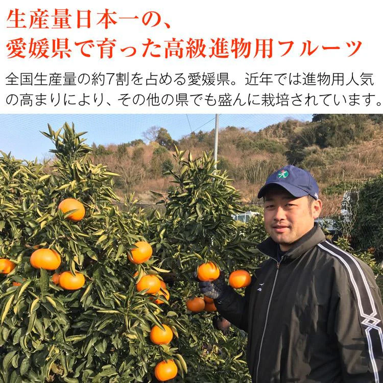 せとか みかん 5kg 愛媛県産 JAえひめ中央 柑橘 大トロ 高級 フルーツ ギフト 常温便【フレッシュセール】