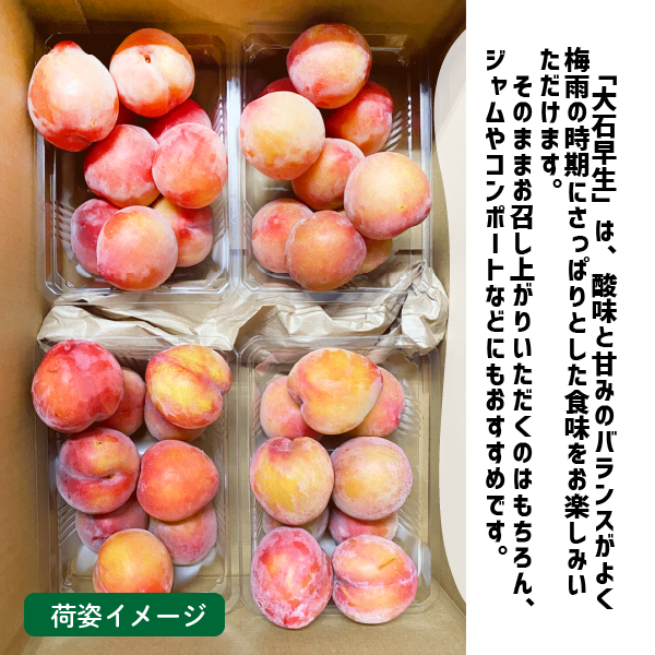 和歌山県産 すもも 大石早生 約２kg (約500g×4パック ) 2Lサイズ以上 2L 3L プラム スモモ