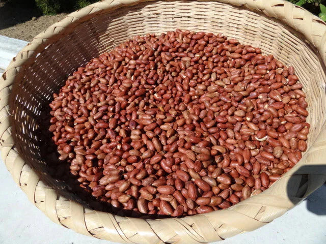 調理前生落花生 最高級品種 千葉半立　むき実 260g