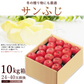 【12月上旬-下旬頃ご注文受付順次】サンふじ　りんご　約10kg箱　24-40玉前後　樹上完熟りんごを産地直送