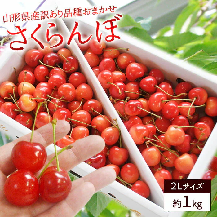 【6月中旬-7月中旬頃発送】山形産 訳あり さくらんぼ LLサイズ 約1kg バラ詰め