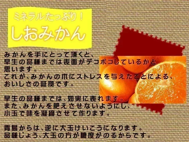 【11月上旬頃～12下旬頃順次発送】しおみかん  5kg みかん 熊本産 訳あり ご家庭用 80サイズ