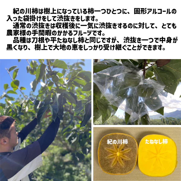 紀の川柿 訳あり 約1kg (４〜５玉) 和歌山県産 たねなし 種無し 平核無柿 刀根早生柿 送料無料 柿 カキ 黒あま ギフト