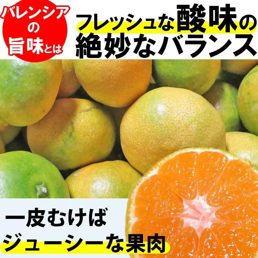 バレンシアオレンジ 和歌山産 1.５kg オレンジ みかん フルーツ 果物