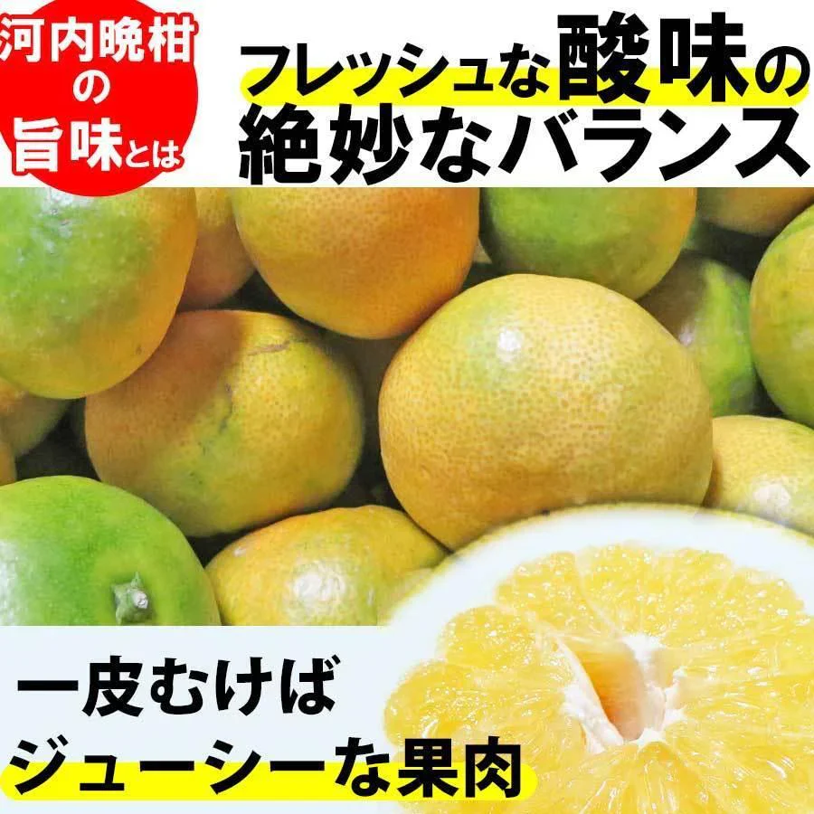 河内晩柑 1.5キロ 和製グレープフルーツ ブランド 和歌山みかん 農家直送 人気 規格外 柑橘類 フルーツ 果物 みかん 訳あり
