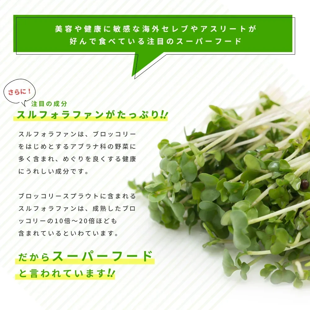 ブロッコリースプラウト《約6ヶ月分》