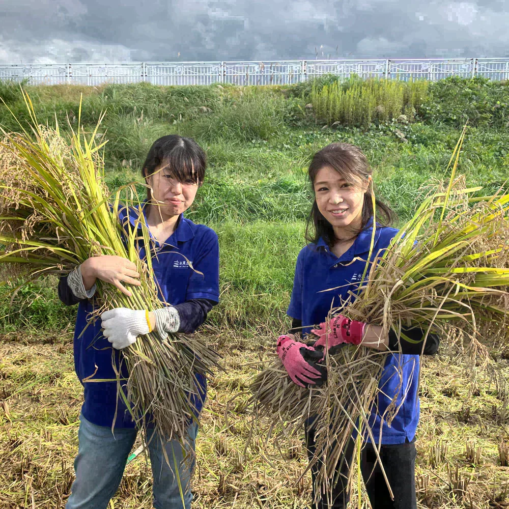 秋田県産 あきたこまち 無洗米15kg（5kg×3袋） 令和7年産 【古代米プレゼント付き】