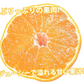 デコポン 同品種 訳ありデコみかん 1.5kg 送料無料 熊本県産 フルーツ みかん ミカン 蜜柑