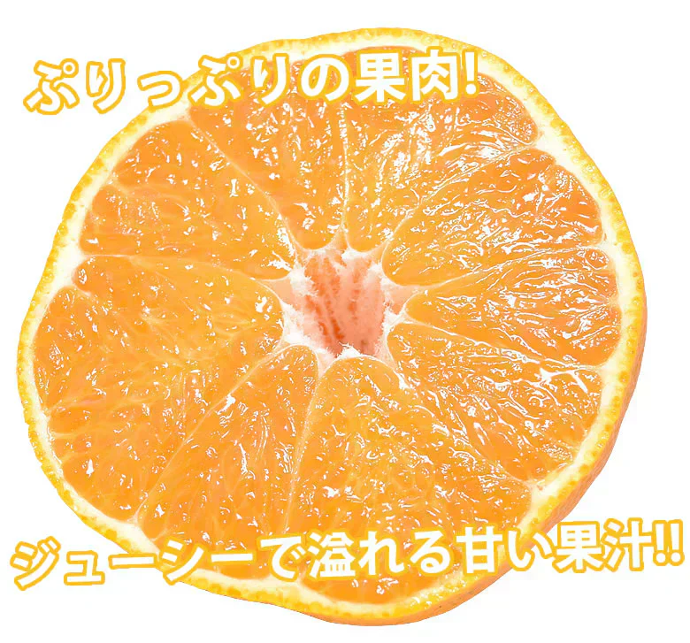 デコポン 同品種 訳ありデコみかん 1.5kg 送料無料 熊本県産 フルーツ みかん ミカン 蜜柑