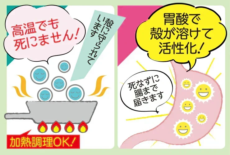 水溶性食物繊維＋生きてる乳酸菌パウダー500g／女王様のおすすめ！すごい食物せんい／芽胞乳酸菌までとれちゃいます。ぷるるん姫