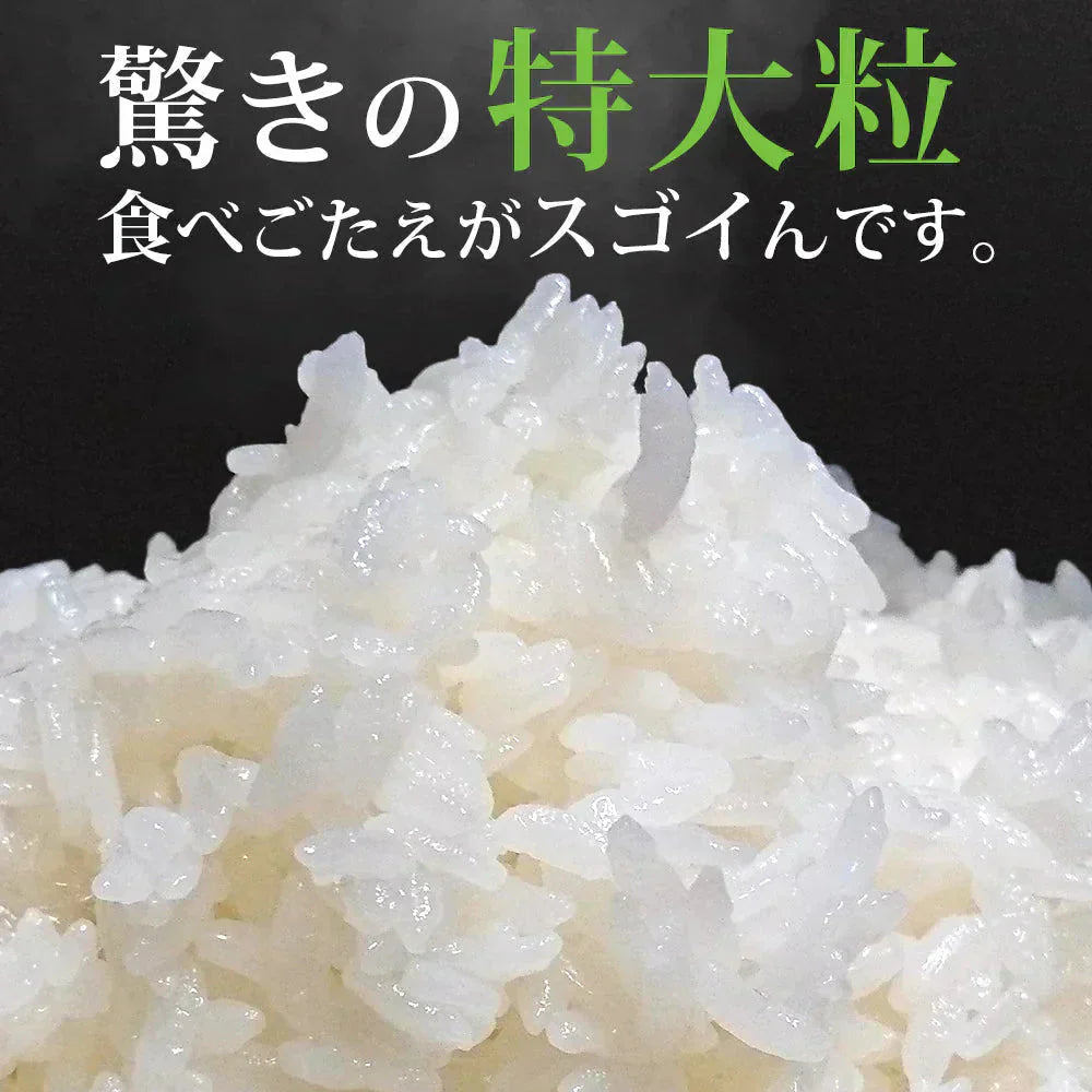 雪若丸 玄米 15kg (5kg×3袋) 山形県産 令和7年産 送料無料 米 15キロ こめ コメ お米 新米 お米15kg 雪若丸15kg 雪若丸15キロ