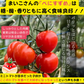 【3.4.5.6月限定】高糖度★収穫後すぐ発送！　高糖度紅すずめ　1500g　ミニトマト　こだわり農家の希少な逸品