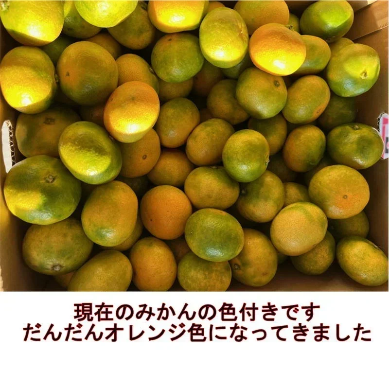 熊本産 みかん 訳あり 約1.5kg ご家庭用 60サイズ　送料無料 【10月中旬～11月下旬頃発送予定】