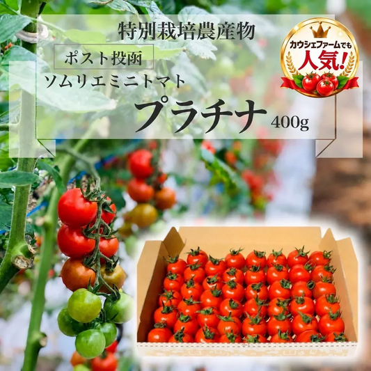 【予約】12月下旬から順次発送【特別栽培農産物】ソムリエ ミニトマト　プラチナ　４００ｇ（補償100g込み）※補償分以上の不良は交換対応可能 トマト 送料無料 ギフト プレゼント 産地直送 産直 完熟 フルーツ お取り寄せ 贈答 贈り物 高糖度 農家直送 熊本 甘い 糖度 お試し 中玉 大玉 新鮮 採れたて お歳暮