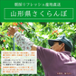 【遅れてゴメン母の日ギフト順次発送】さくらんぼ佐藤錦Ｍ玉ダイヤパック詰め100g2個詰めカーネーション1本と母の日カード付き山形県より直送