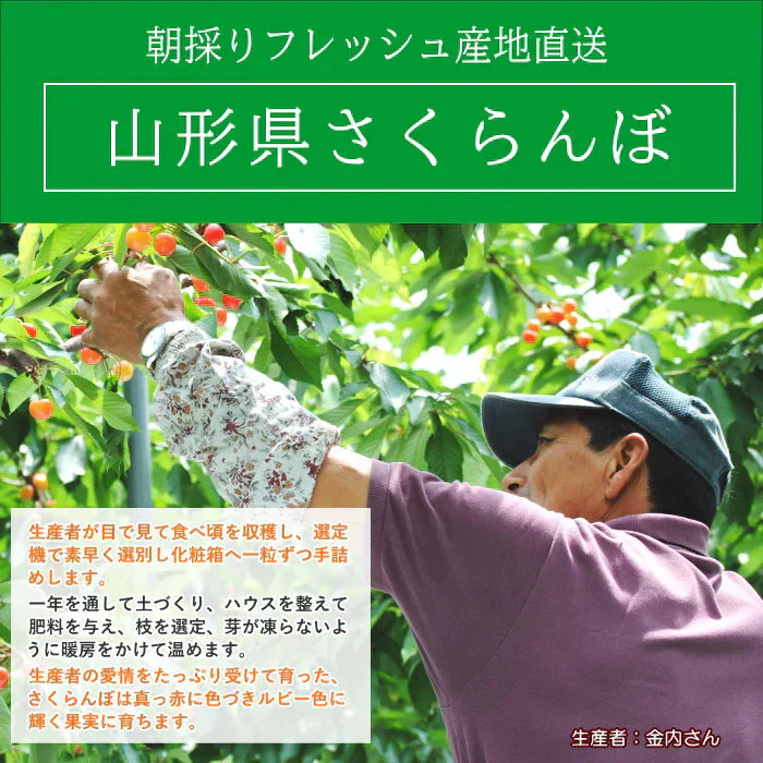 【遅れてゴメン母の日ギフト順次発送】さくらんぼ佐藤錦Ｍ玉ダイヤパック詰め100g2個詰めカーネーション1本と母の日カード付き山形県より直送