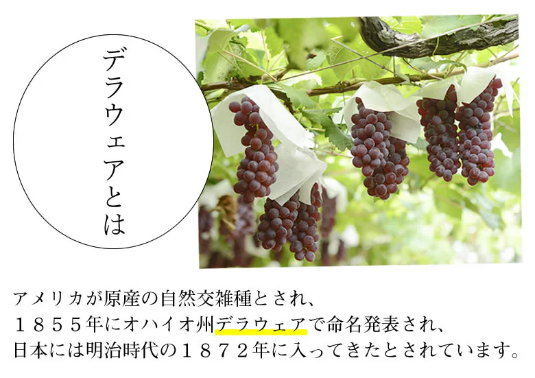 【6月下旬～7月上旬頃より順次出荷】デラウェア ぶどう 送料無料 1kg 8～10房 福岡県産 葡萄 黒ぶどう 巨峰 藤稔 ピオーネ