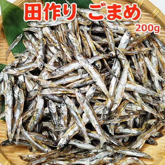 田作り ごまめ 200g サイズ 無選別 常温便 ネコポス 送料無料