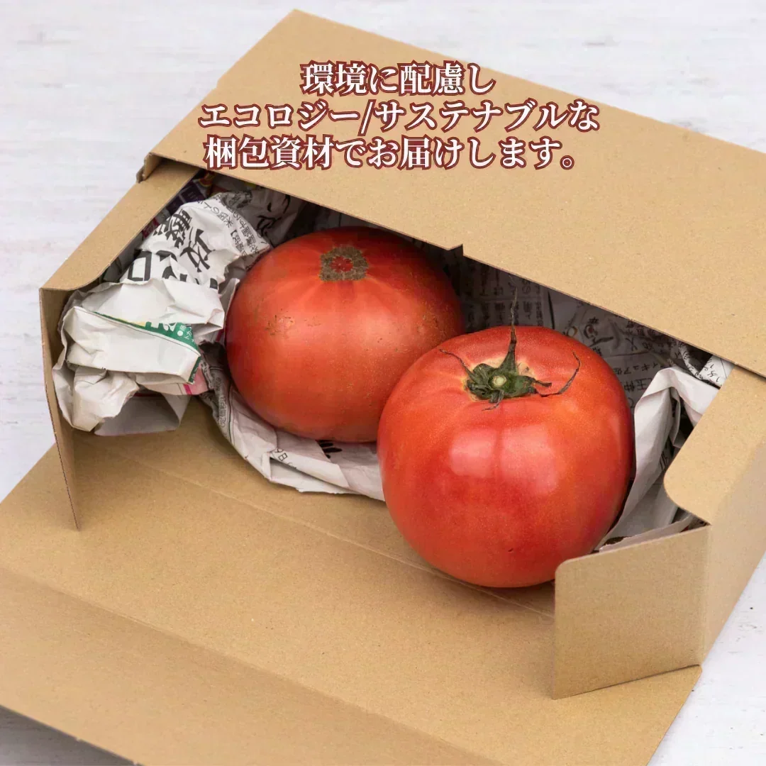 【予約商品・2026年12月初旬ごろ順次発送～2027年2月末までに発送】国産！家計応援価格！規格外品 中～大玉トマト 約500g（最低300g以上）(2玉～6玉) 【カウシェファーム収穫対象商品】