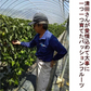 【熊本産】パッションフルーツ 約1kg（約9～15玉）清田さんのパッションフルーツ 60サイズ
