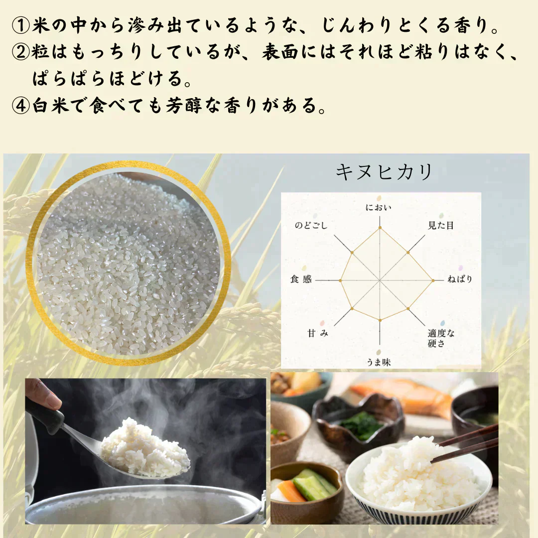 農薬不使用！愛媛の自然が育んだきぬひかり（白米）20Kg　令和7年度　新米　きぬひかり　愛媛県産　お米・新米・無農薬