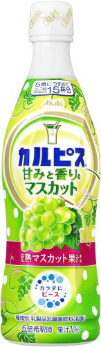 アサヒ カルピス 甘みと香りのマスカット 5倍希釈用 470ml プラスチックボトル 24本 (12本入×2 まとめ買い) 乳酸菌飲料 完熟マスカット
