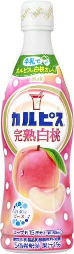 アサヒ カルピス 完熟白桃 5倍希釈用 470ml プラスチックボトル 24本 (12本入×2 まとめ買い) 乳酸菌飲料 乳酸菌 乳性飲料 希釈
