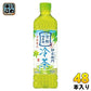 サントリー 緑茶 伊右衛門 冷茶仕立て 600ml ペットボトル 48本 (24本入×2 まとめ買い) お茶 緑茶 季節限定