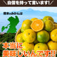 熊本 みかん 訳あり 9kg 熊本県産 熊本 小玉 不選別 みかん 家庭用 送料無料 早生 ミカン フルーツ お取り寄せ 柑橘 フルーツ 果物  《10月中旬-11月中旬に出荷予定》