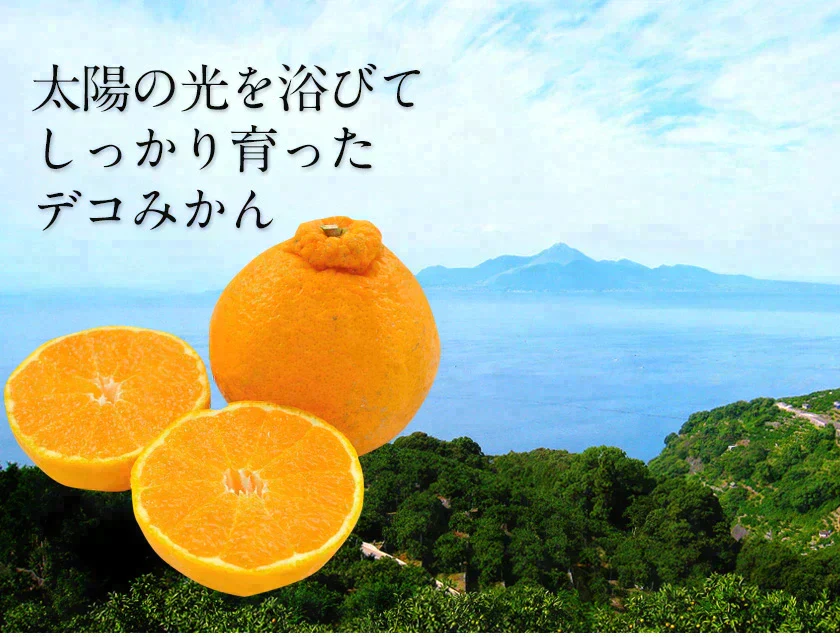 本場熊本産 訳あり デコみかん 送料無料 1.5kg 不知火 みかん ミカン 熊本県産 訳あり デコポン と同品種 熊本 柑橘  7-14営業日以内に発送予定(土日祝除く)