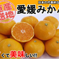 みかん 5kg 送料無料 愛媛みかん 温州みかん ミカン 蜜柑 安い 甘い 箱買い 産地直送 愛媛県産 YDF-000