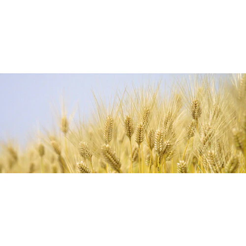 国産有機 六条大麦茶400ｇ(10g*40袋入)　4袋セット