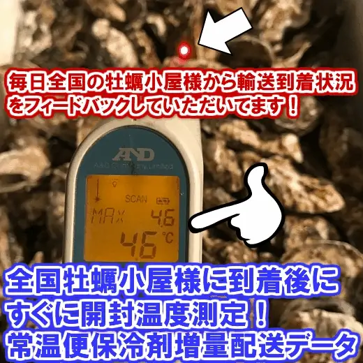 「無選別蒸し缶２ｋｇ」牡蠣ナイフ付き 【約２４粒】  牡蠣 殻付き  宮城県産 無選別牡蠣 カキ 加熱用 松島牡蠣屋 【80】